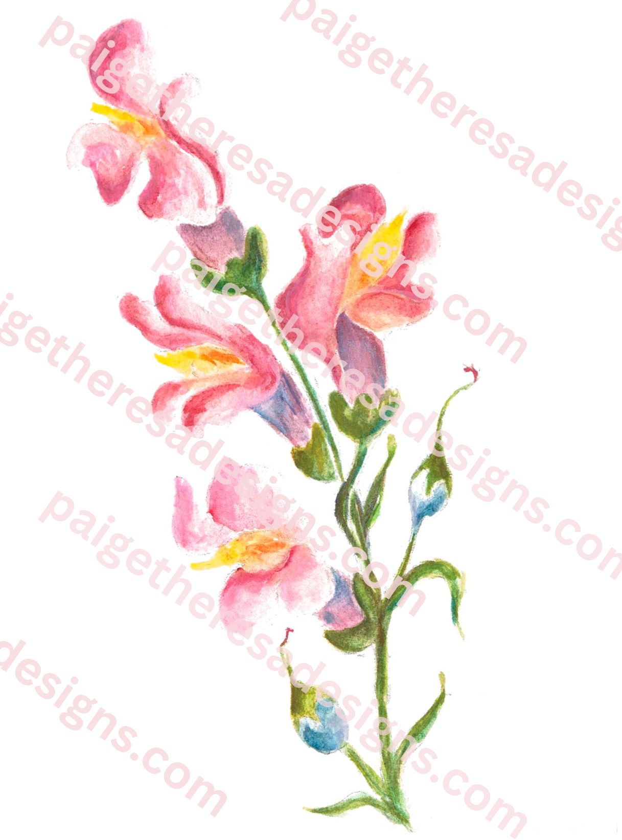 Snapdragon Notecard