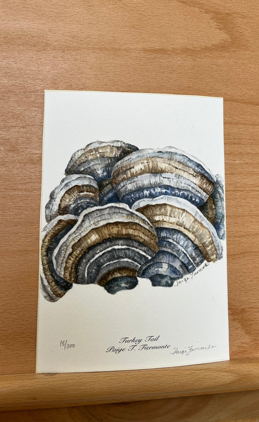 Turkey Tail Mushroom Giclée Print