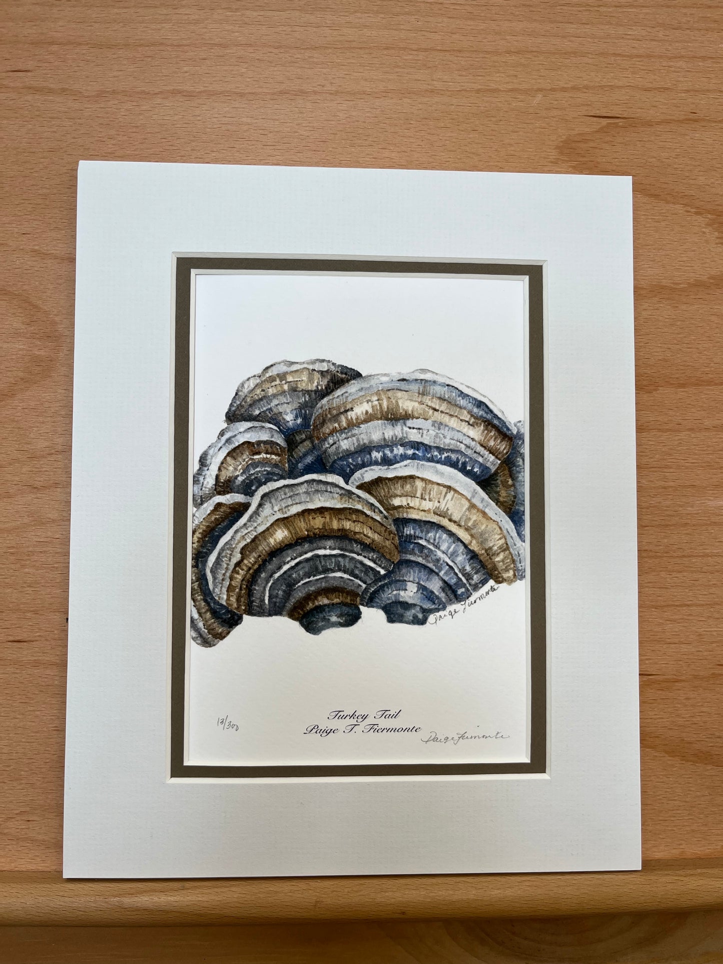 Turkey Tail Mushroom Matted Giclée Print