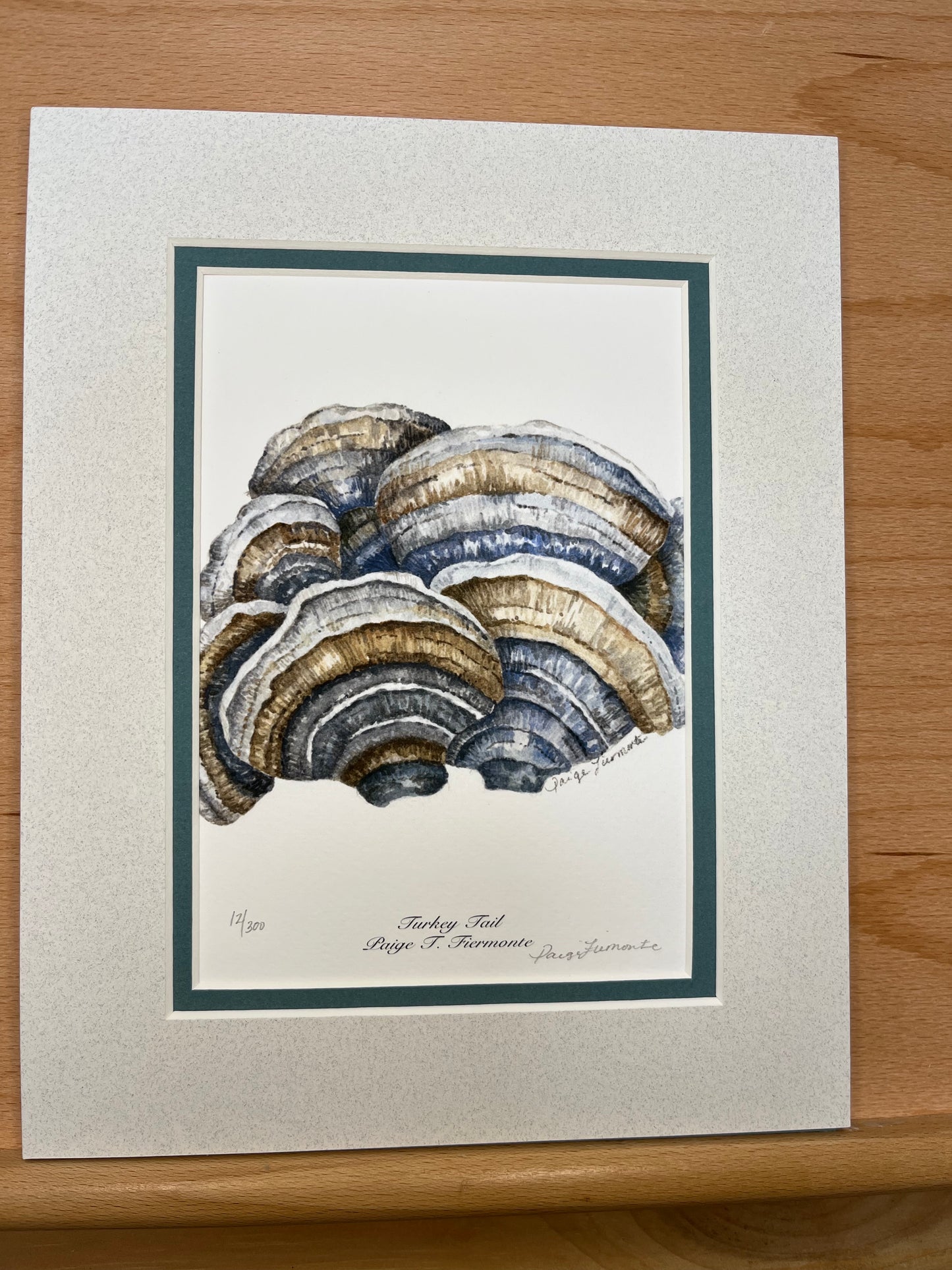 Turkey Tail Mushroom Matted Giclée Print