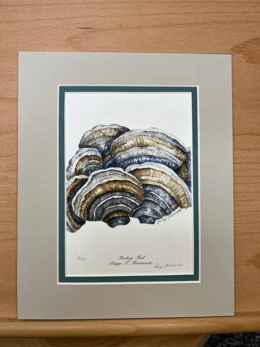 Turkey Tail Mushroom Matted Giclée Print