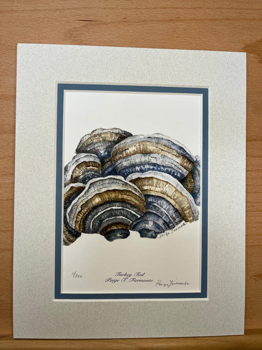 Turkey Tail Mushroom Matted Giclée Print
