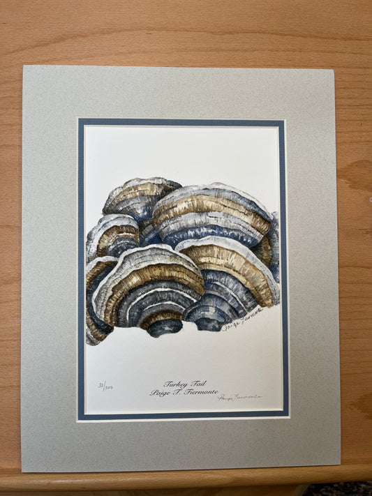 Turkey Tail Mushroom Matted Giclée Print