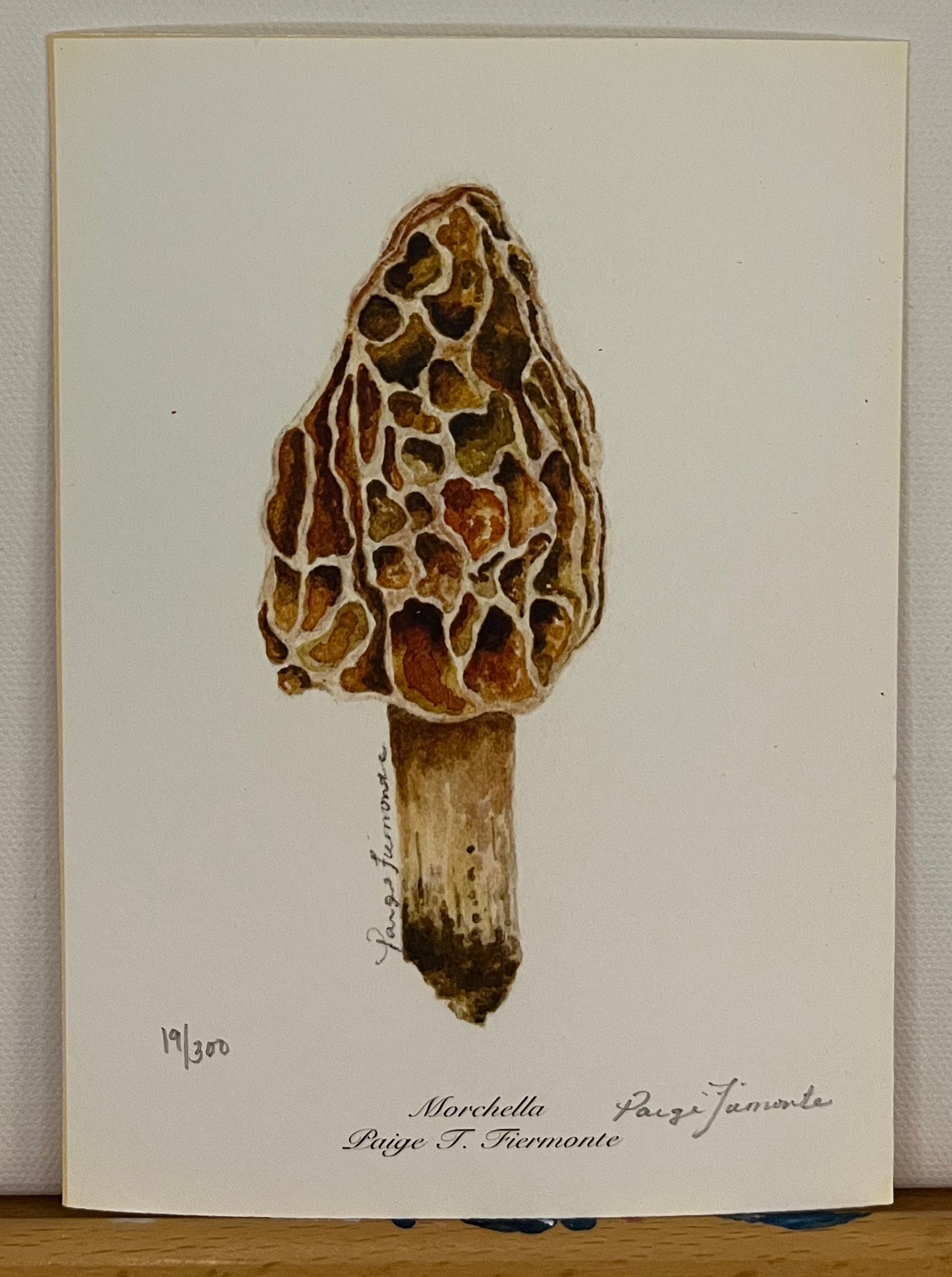 Morel Mushroom Giclée Print