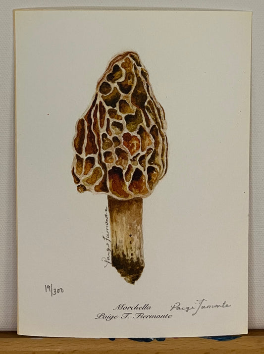 Morel Mushroom Giclée Print
