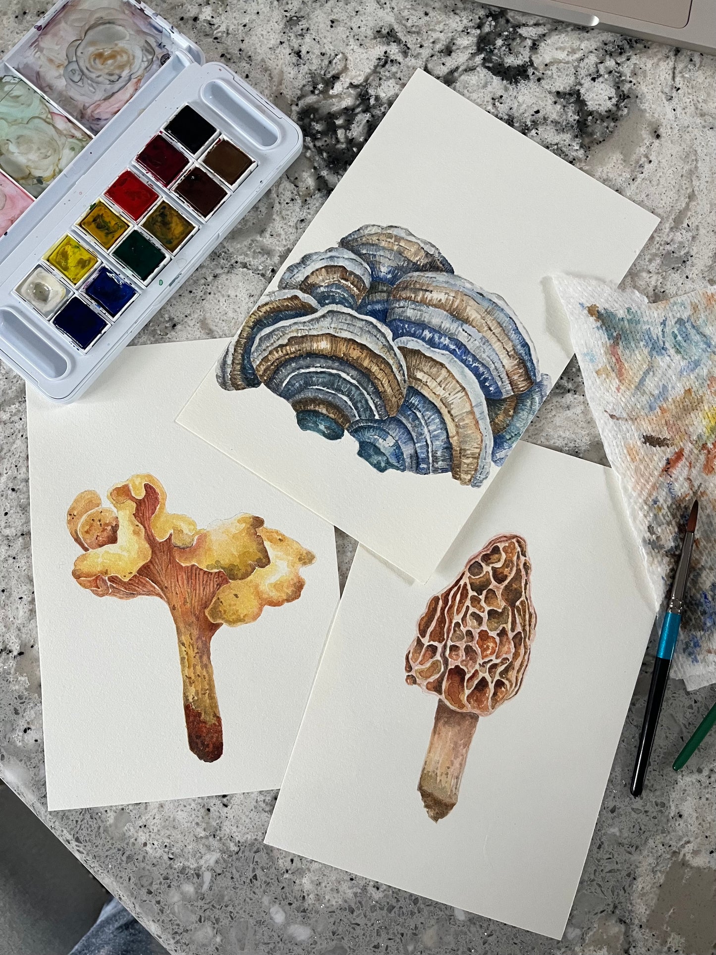 Original Turkey Tail Mushroom Watercolor Painting