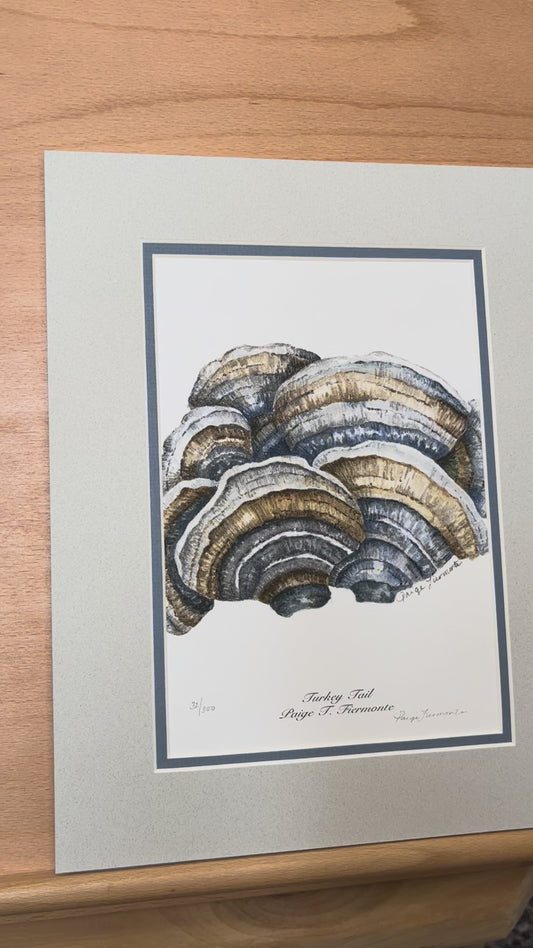 Turkey Tail Mushroom Matted Giclée Print