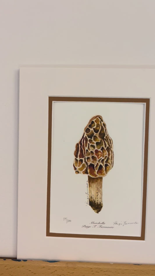 Morel Mushroom Matted Giclée Print