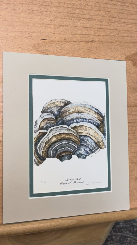 Turkey Tail Mushroom Matted Giclée Print