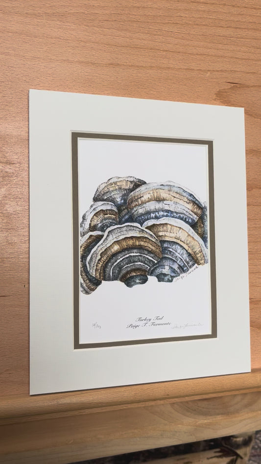 Turkey Tail Mushroom Matted Giclée Print