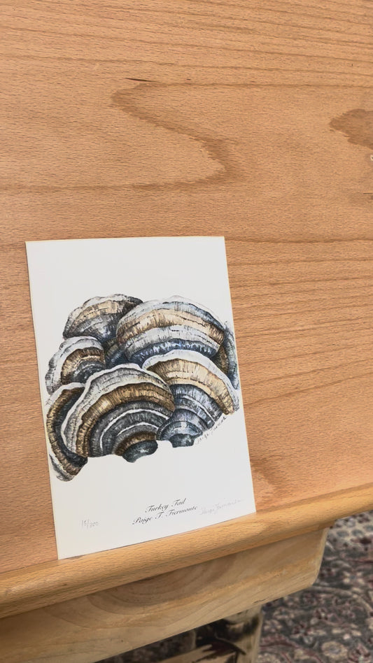 Turkey Tail Mushroom Giclée Print