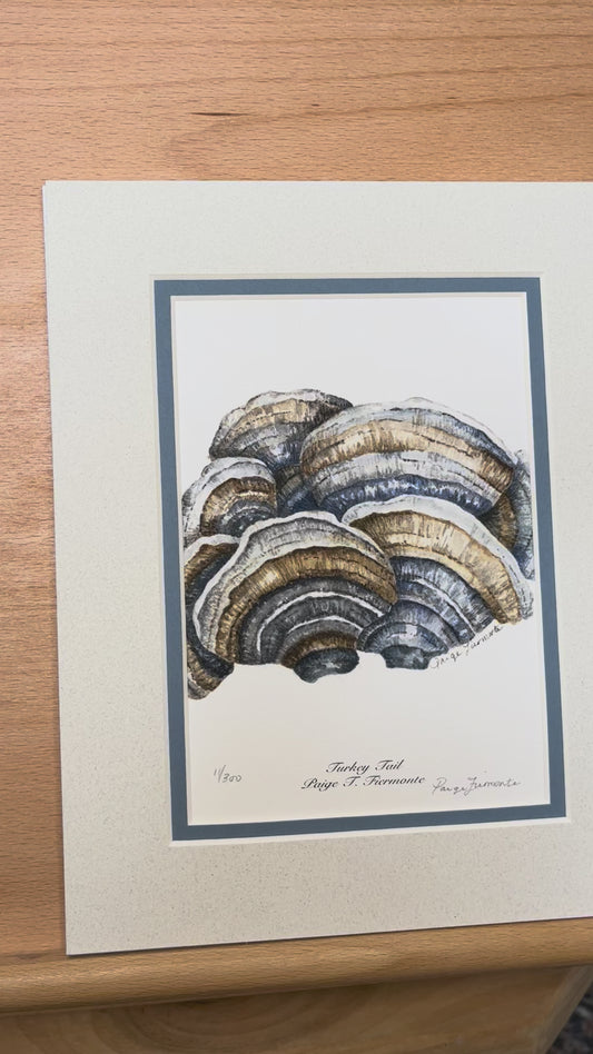 Turkey Tail Mushroom Matted Giclée Print