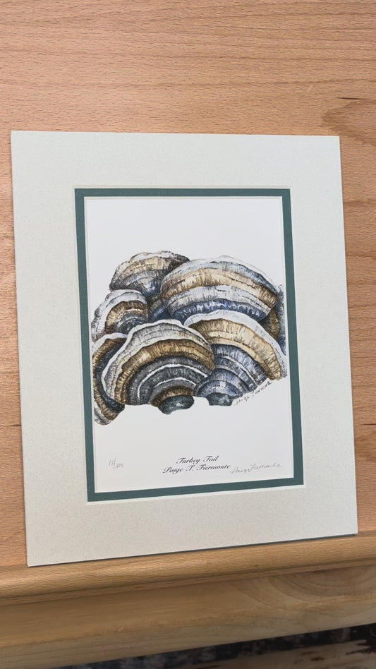 Turkey Tail Mushroom Matted Giclée Print